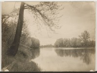 André Kertész: Szigetbecse, a holtágban tükrözödő fa. 1914. május (Szigetbecse, a tree reflected in the backwater, May 1914)